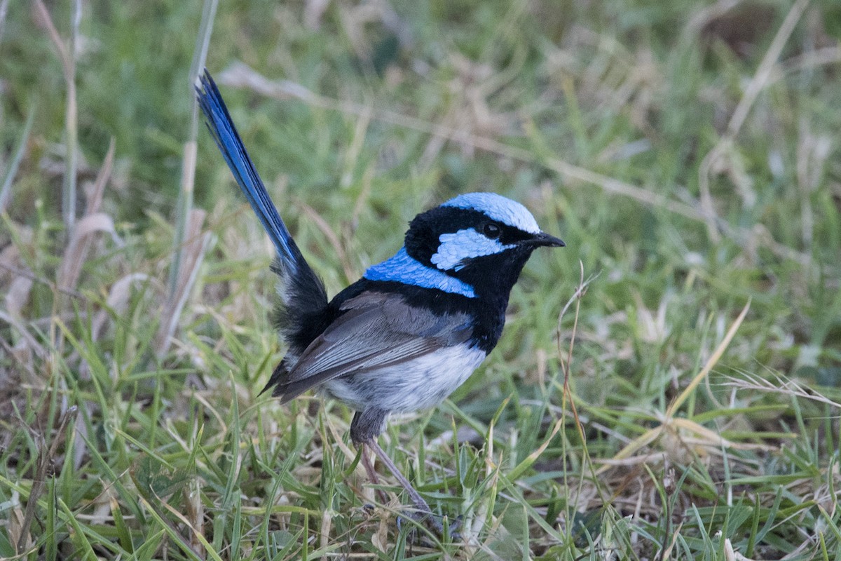 Superb Fairywren - ML618441324