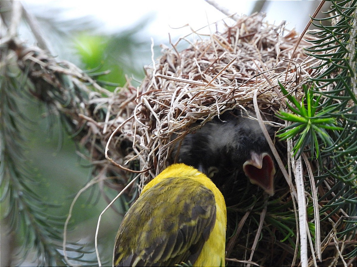 Slender-billed Weaver - Miiro David