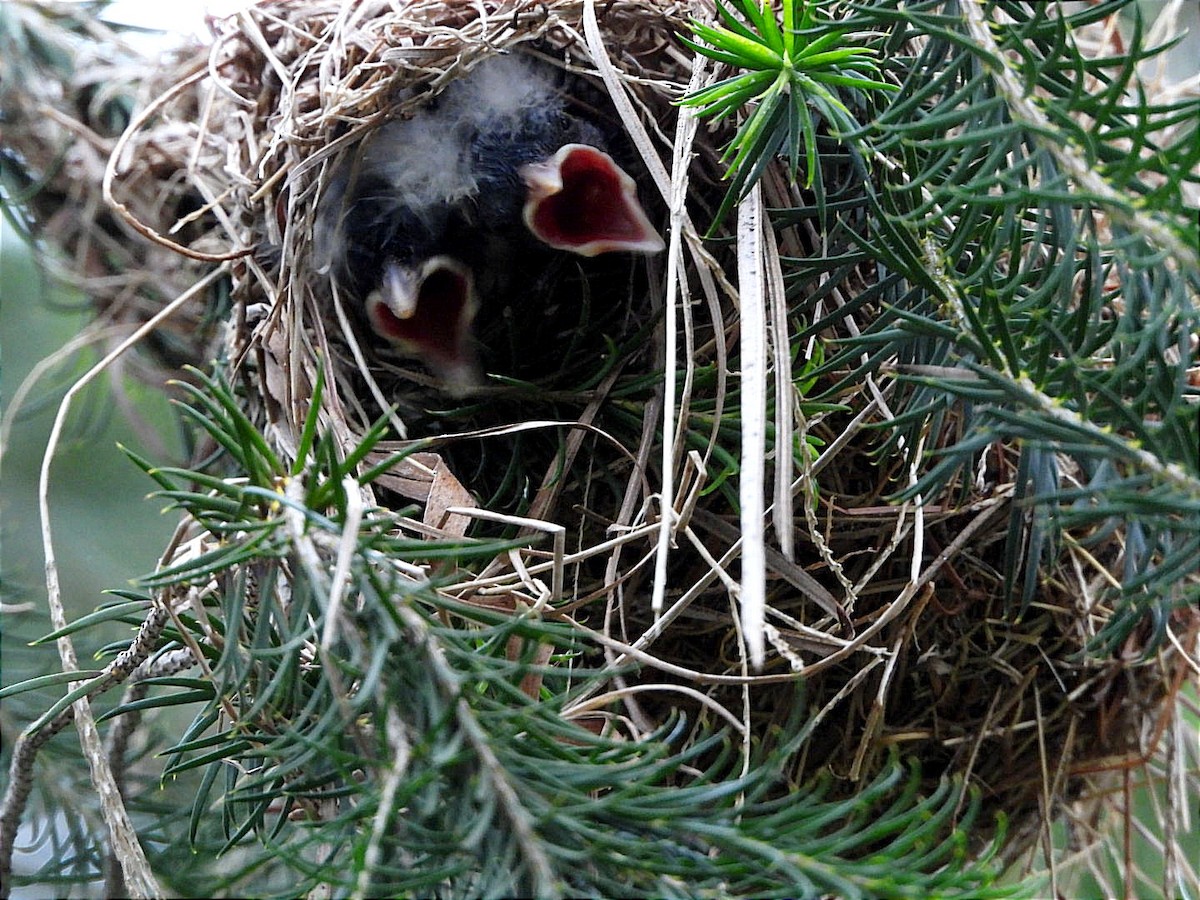 Slender-billed Weaver - ML618441337