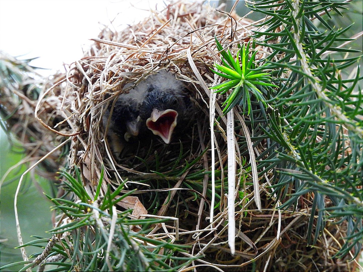 Slender-billed Weaver - ML618441338