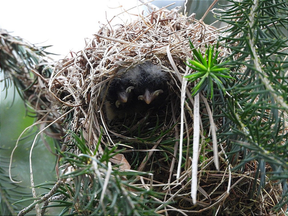 Slender-billed Weaver - ML618441345