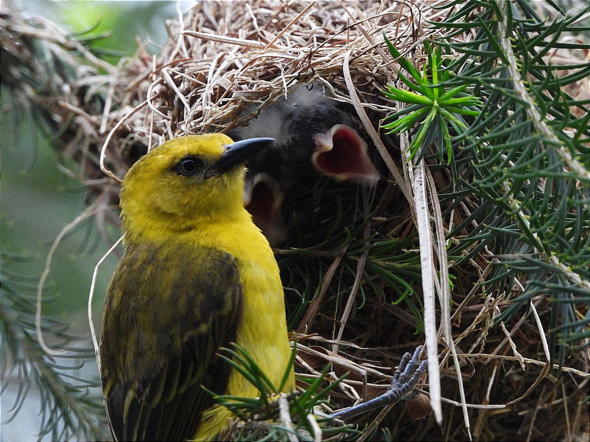 Slender-billed Weaver - Miiro David