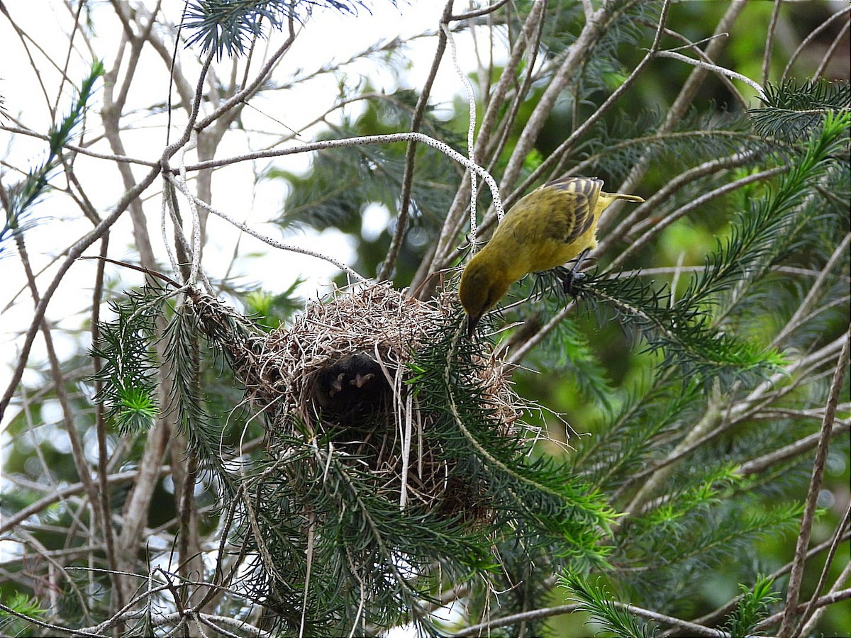 Slender-billed Weaver - Miiro David