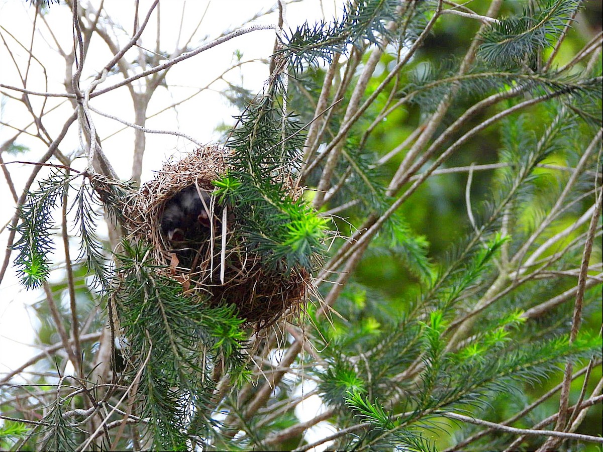 Slender-billed Weaver - ML618441349