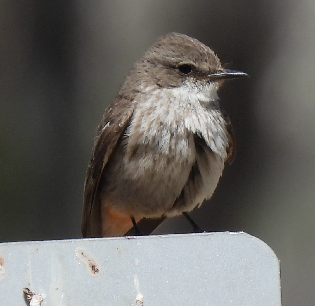 Vermilion Flycatcher - ML618441366