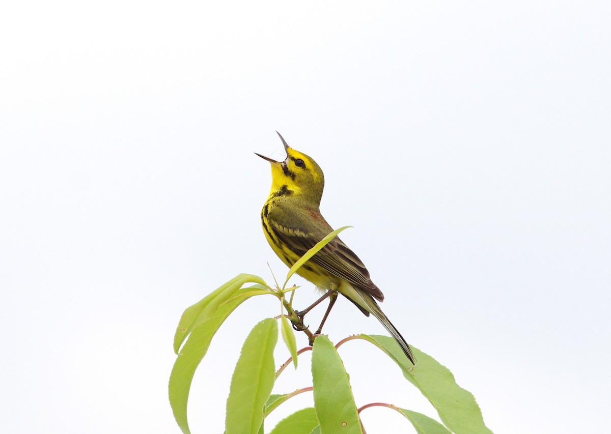 Prairie Warbler - ML618441381