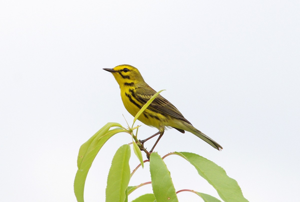 Prairie Warbler - chuck gehringer