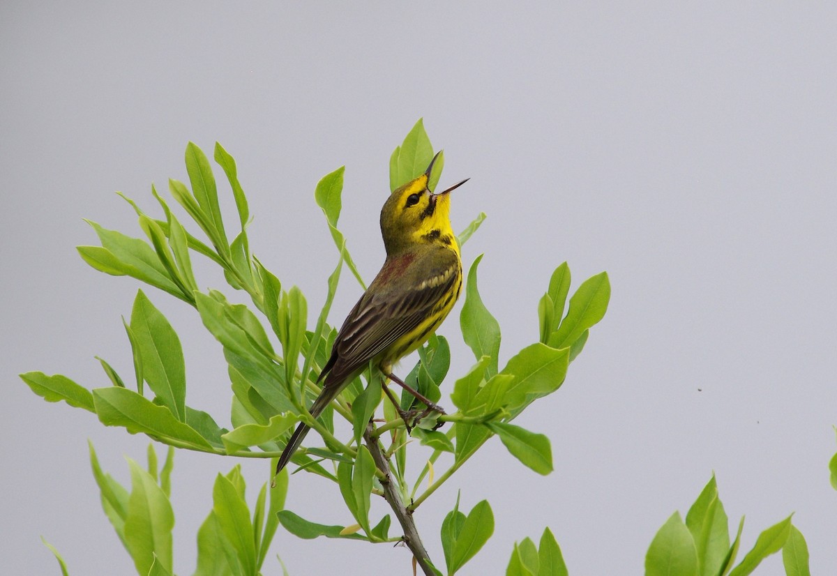 Prairie Warbler - ML618441384