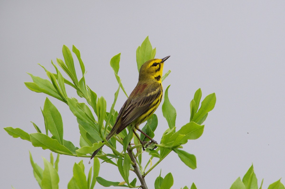 Prairie Warbler - chuck gehringer