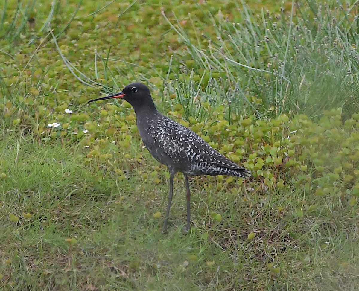 Spotted Redshank - Василий Калиниченко