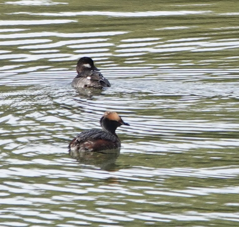 Horned Grebe - ML618441470