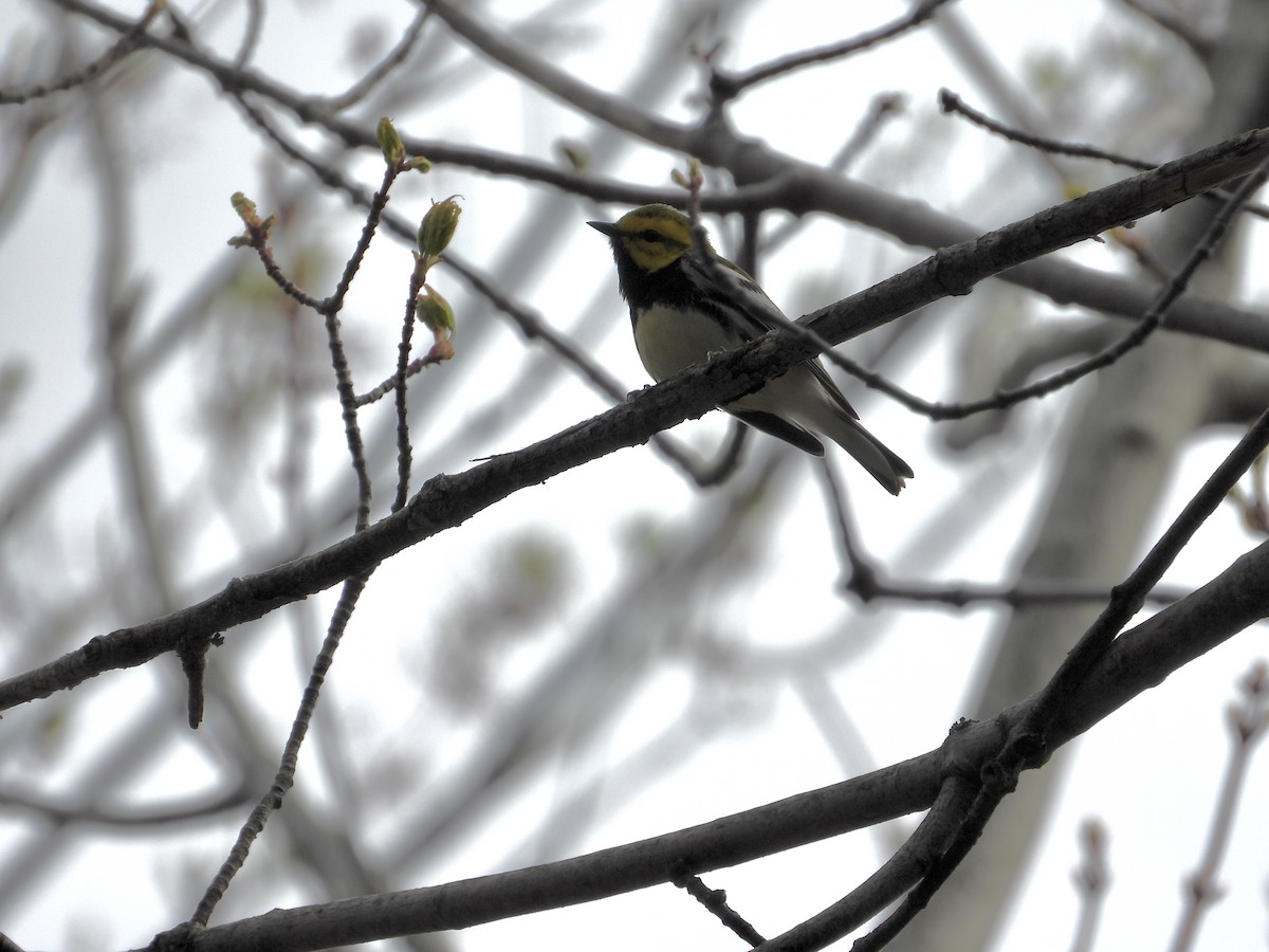 Black-throated Green Warbler - Martine Parent