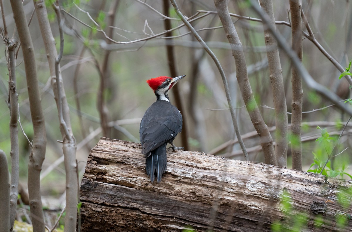 Pileated Woodpecker - ML618441508