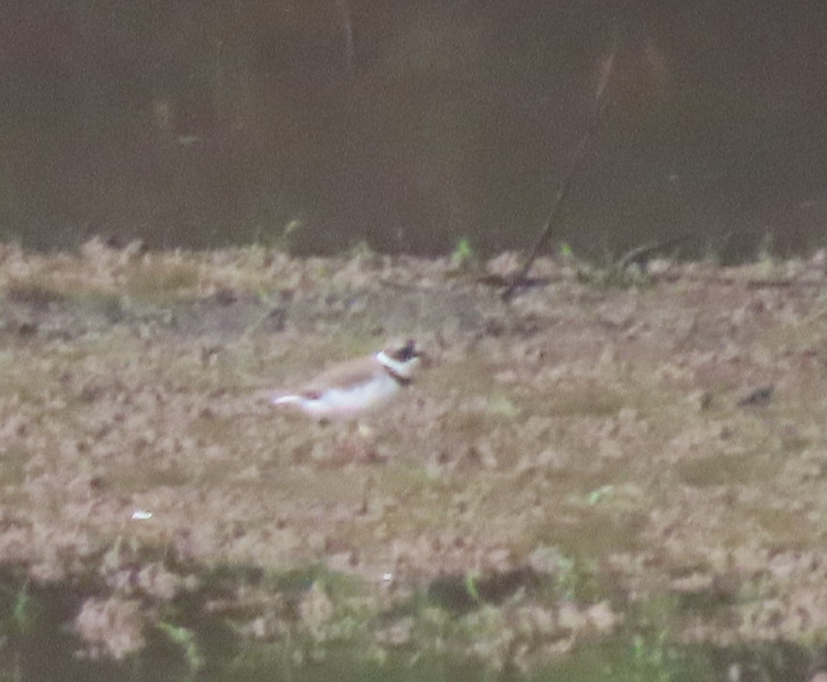 Semipalmated Plover - Simon Harvey