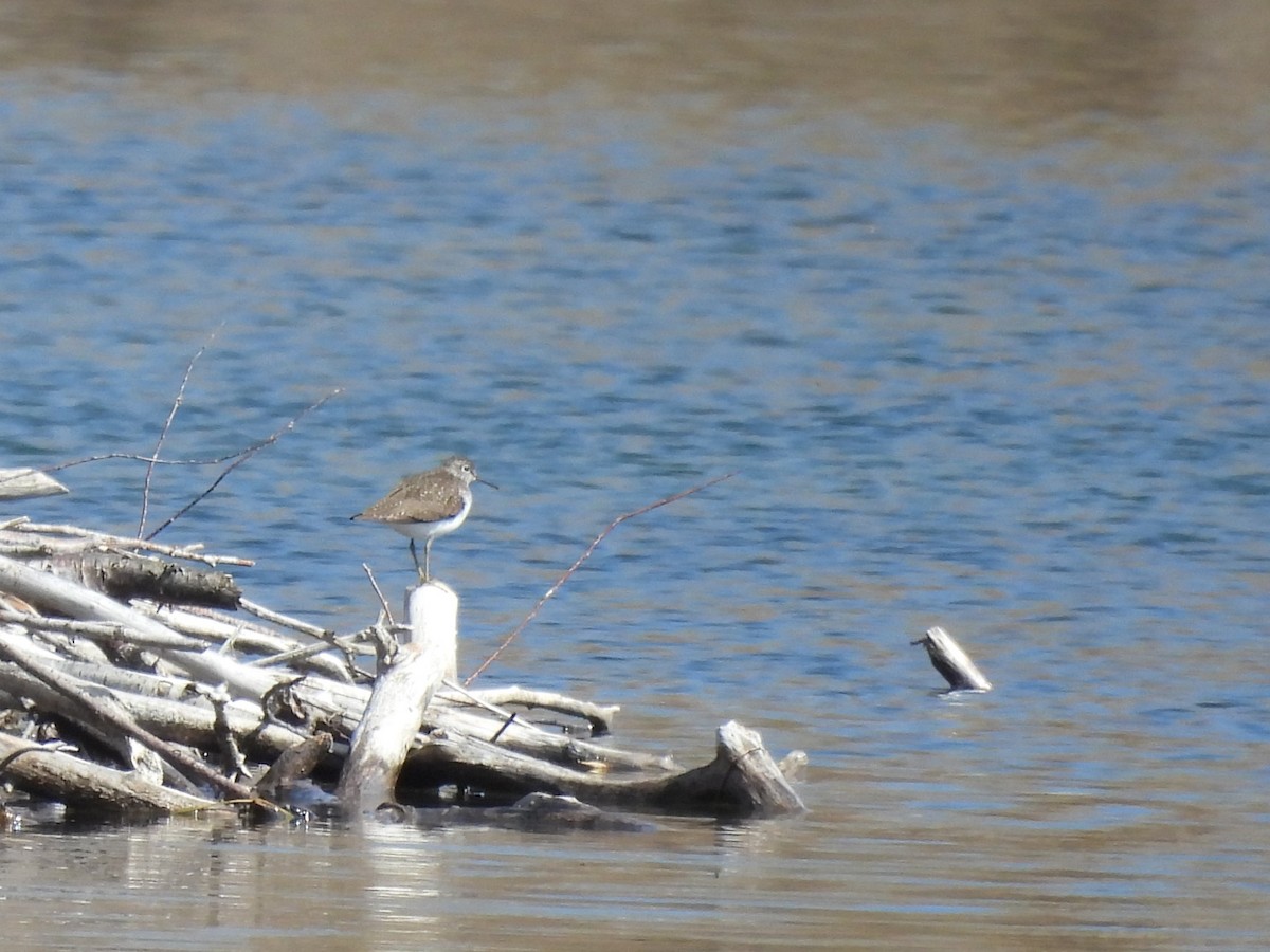 Solitary Sandpiper - ML618441543