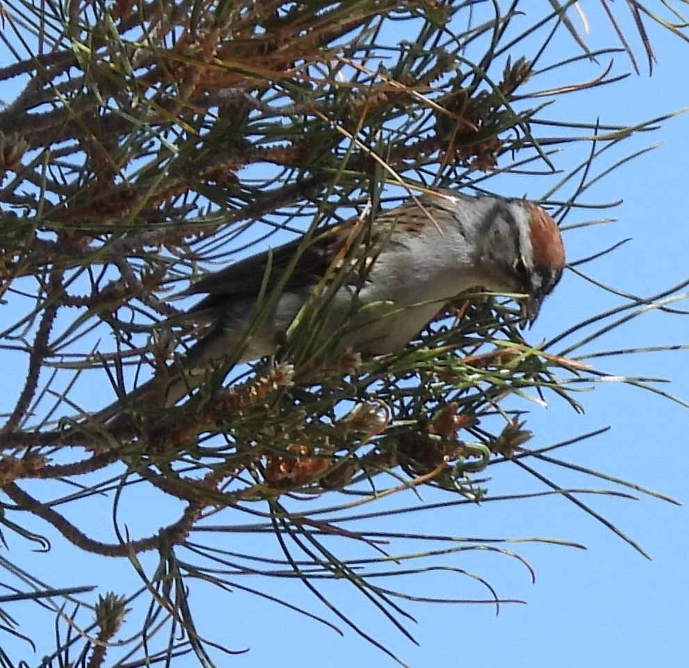 Chipping Sparrow - ML618441608