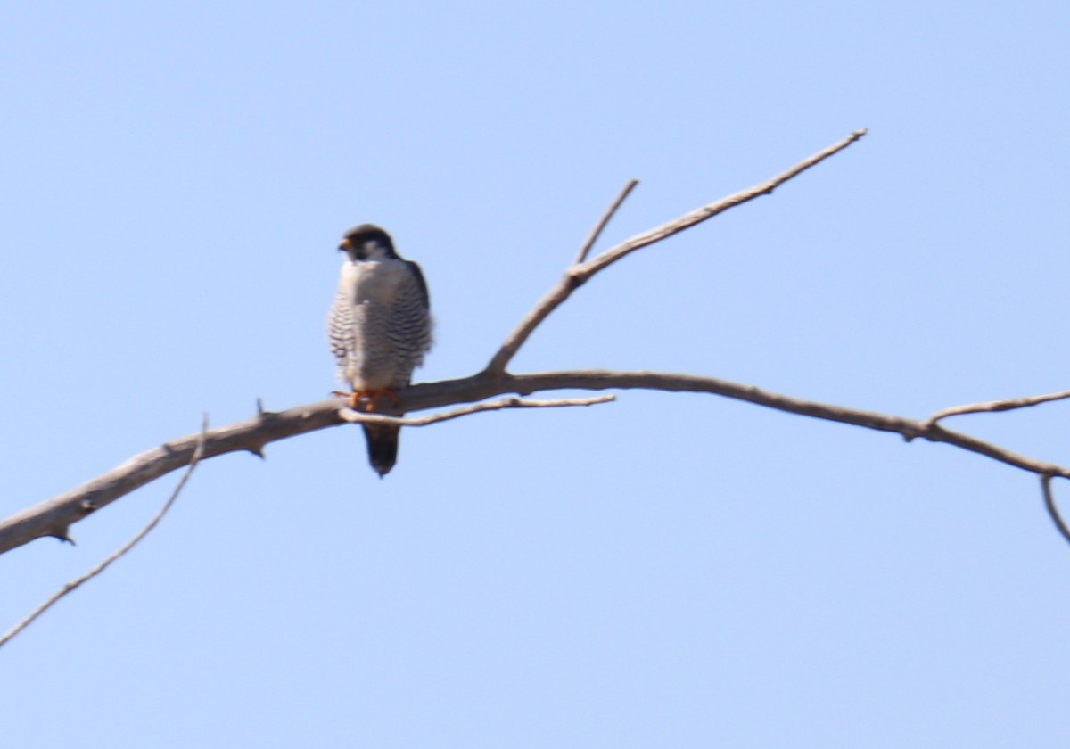 Peregrine Falcon - BARBARA Muenchau