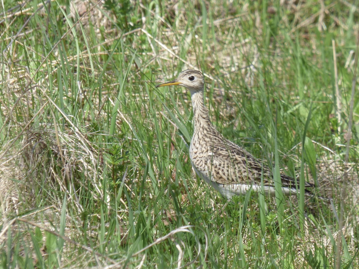 Upland Sandpiper - C Douglas