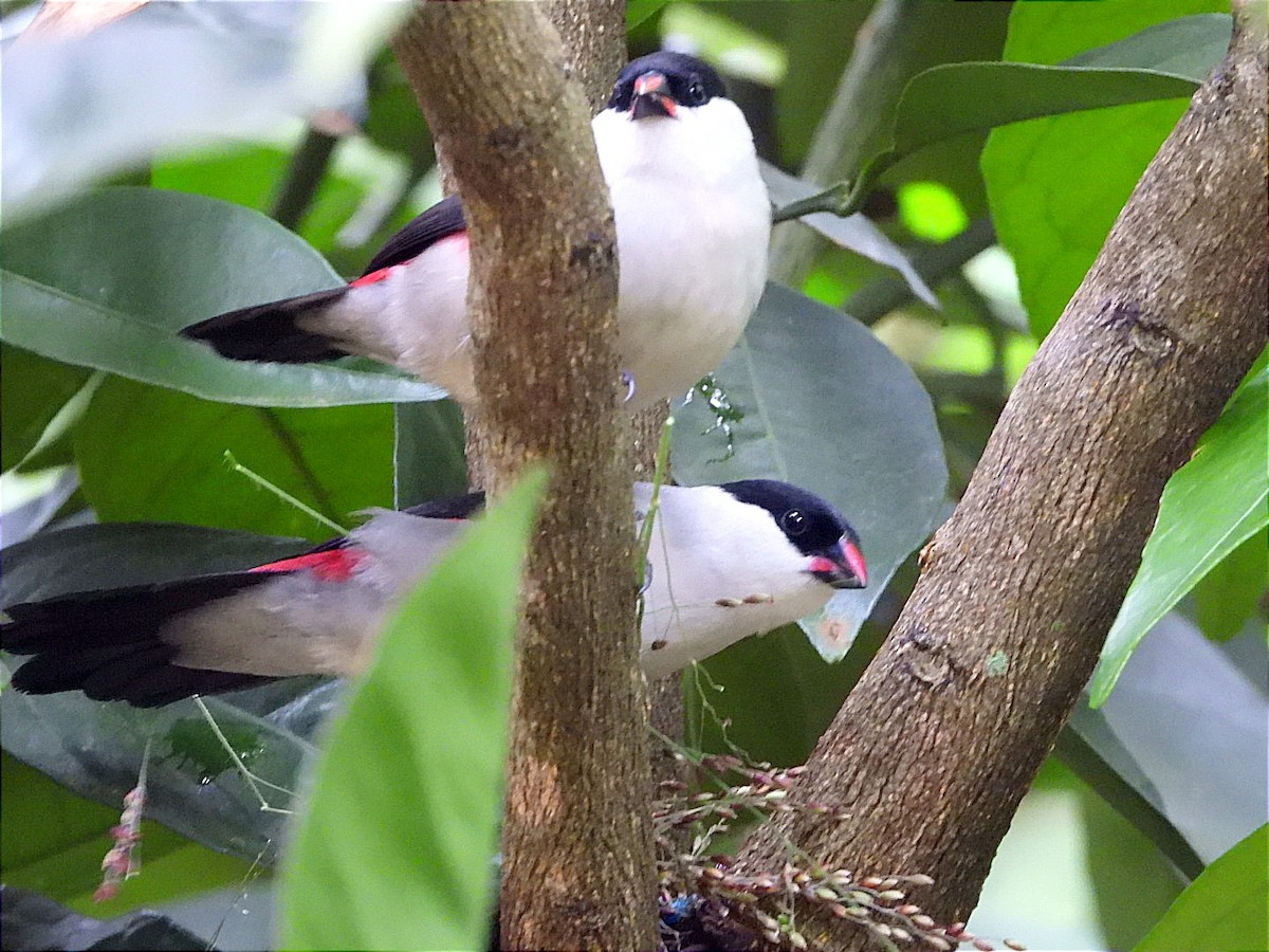 Black-crowned Waxbill - ML618441656