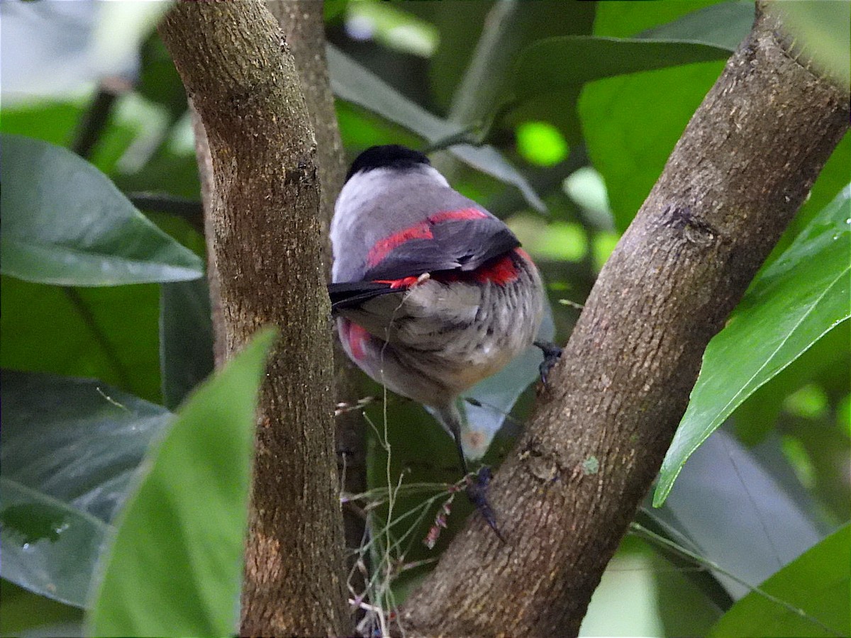 Black-crowned Waxbill - ML618441659