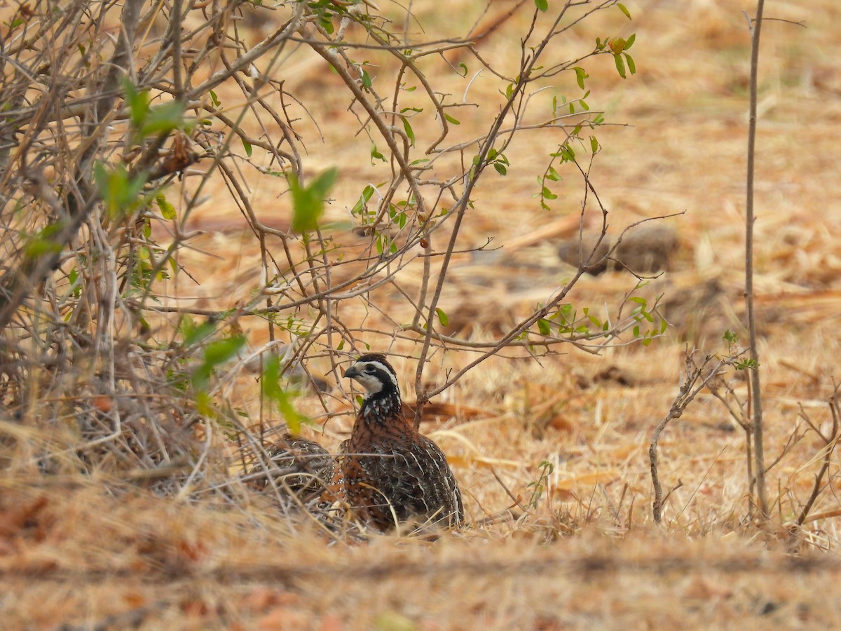 Northern Bobwhite - ML618441668