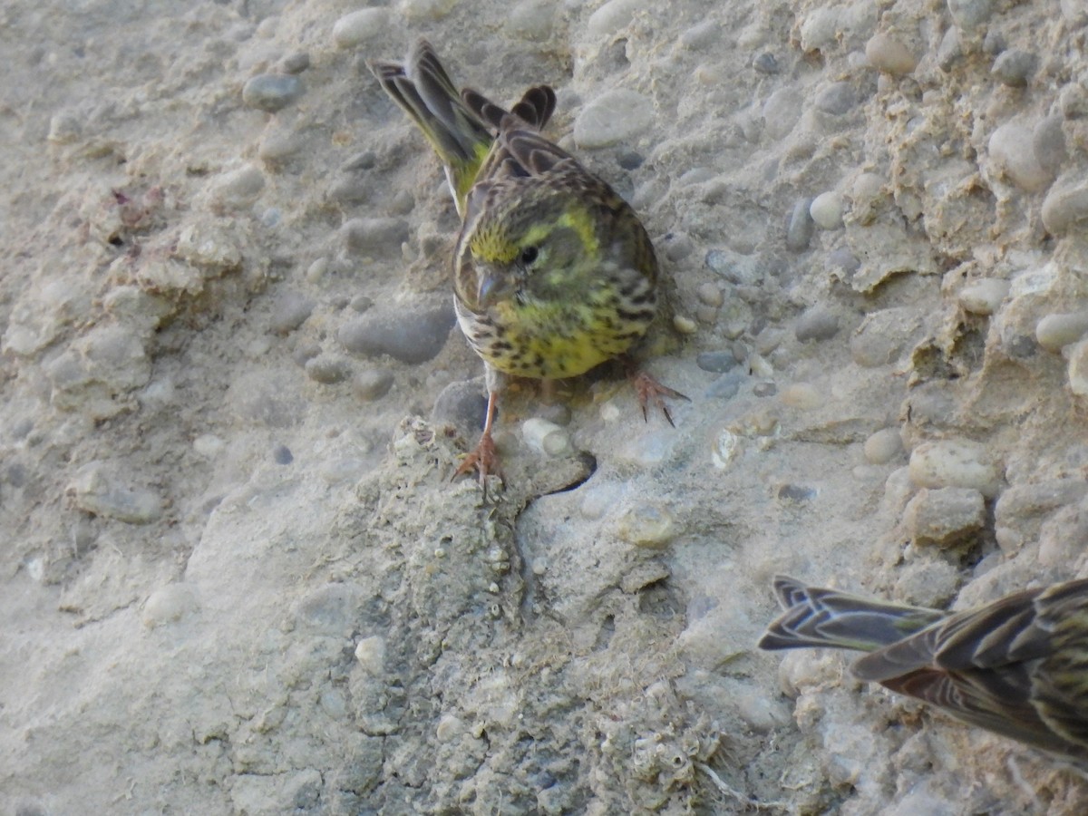 European Serin - Miguel Ángel  Pardo Baeza