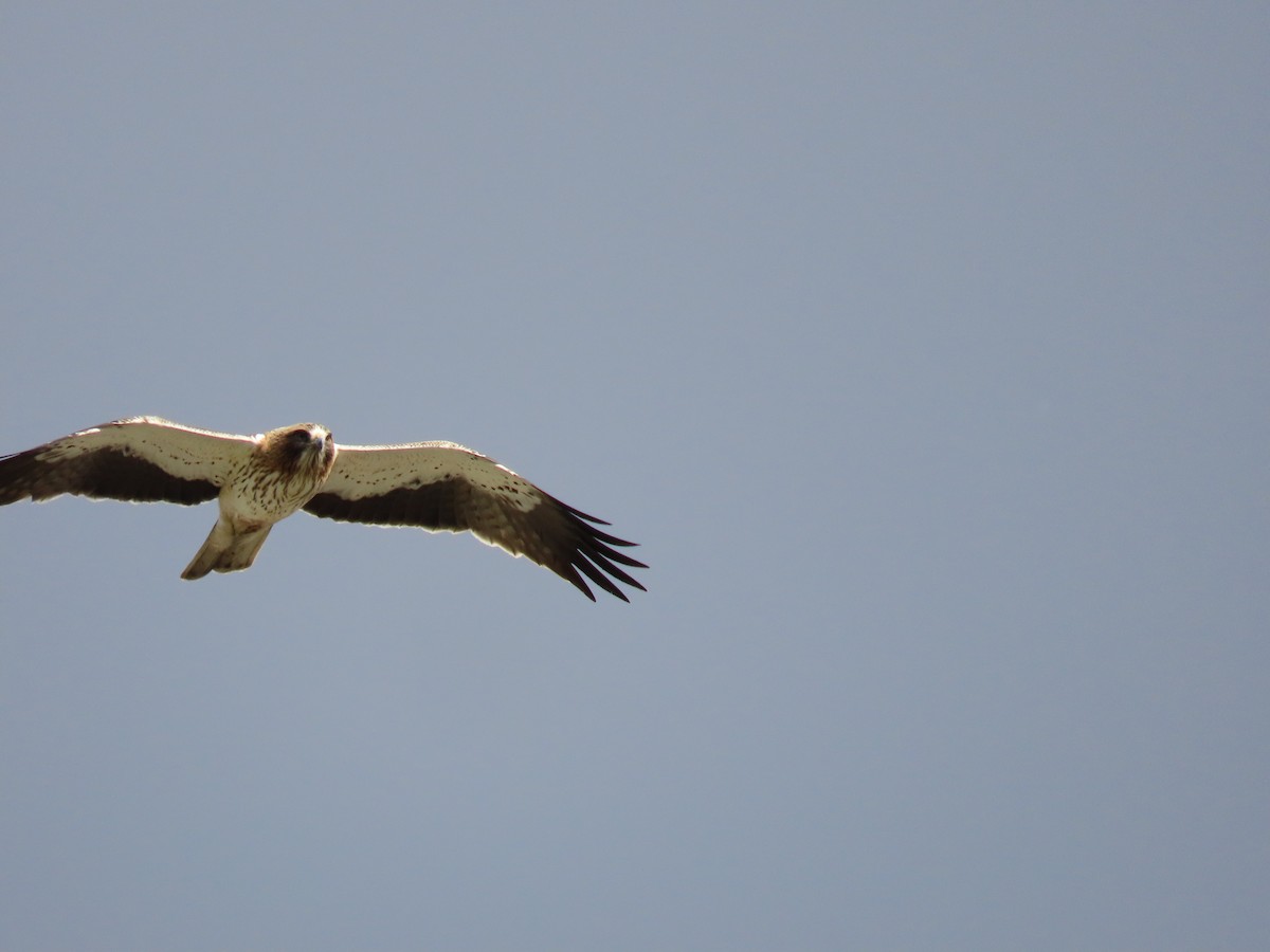 Booted Eagle - Federico  Iglesias García