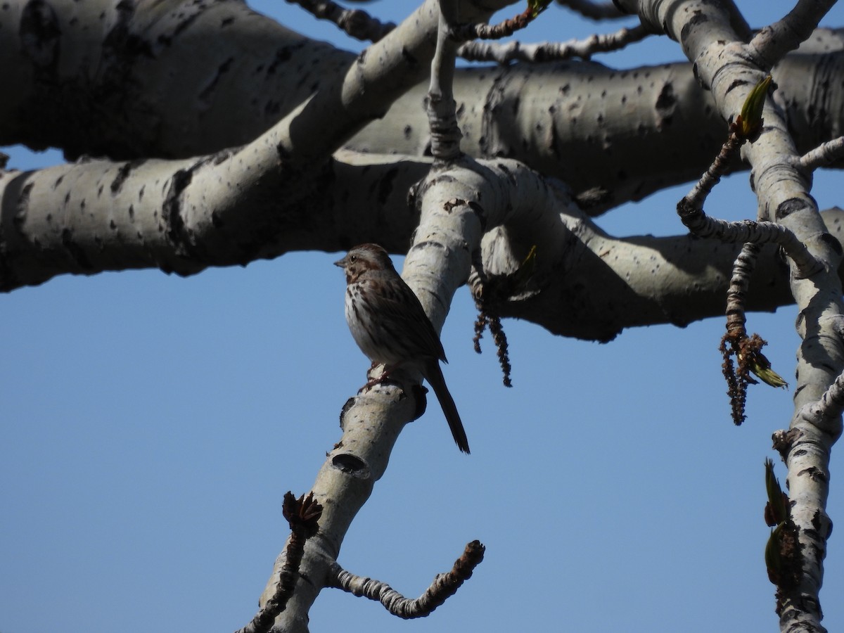 Song Sparrow - Lara Fitzpatrick