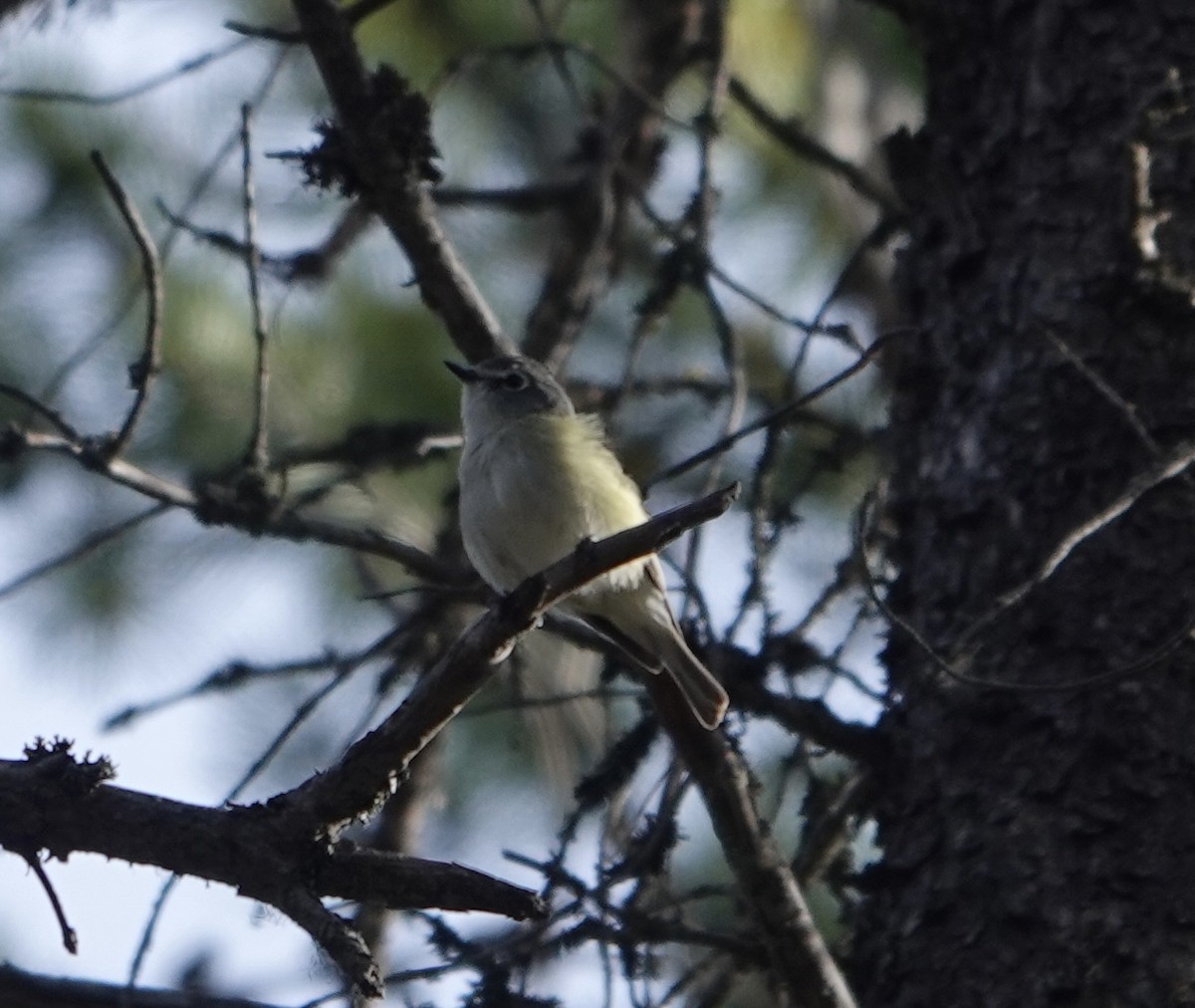 Cassin's Vireo - Evan Clark