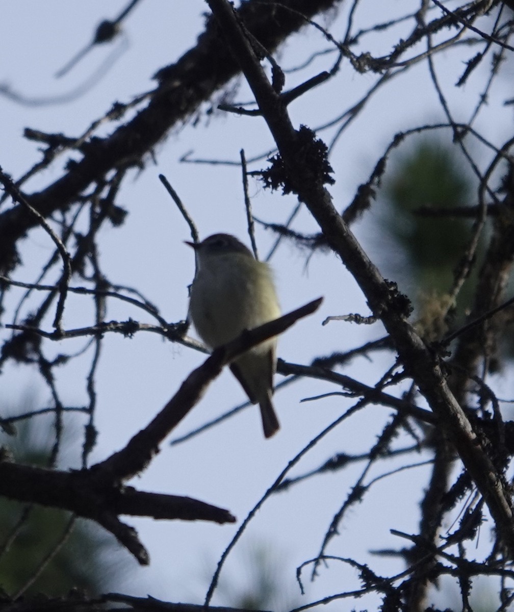 Cassin's Vireo - ML618441699