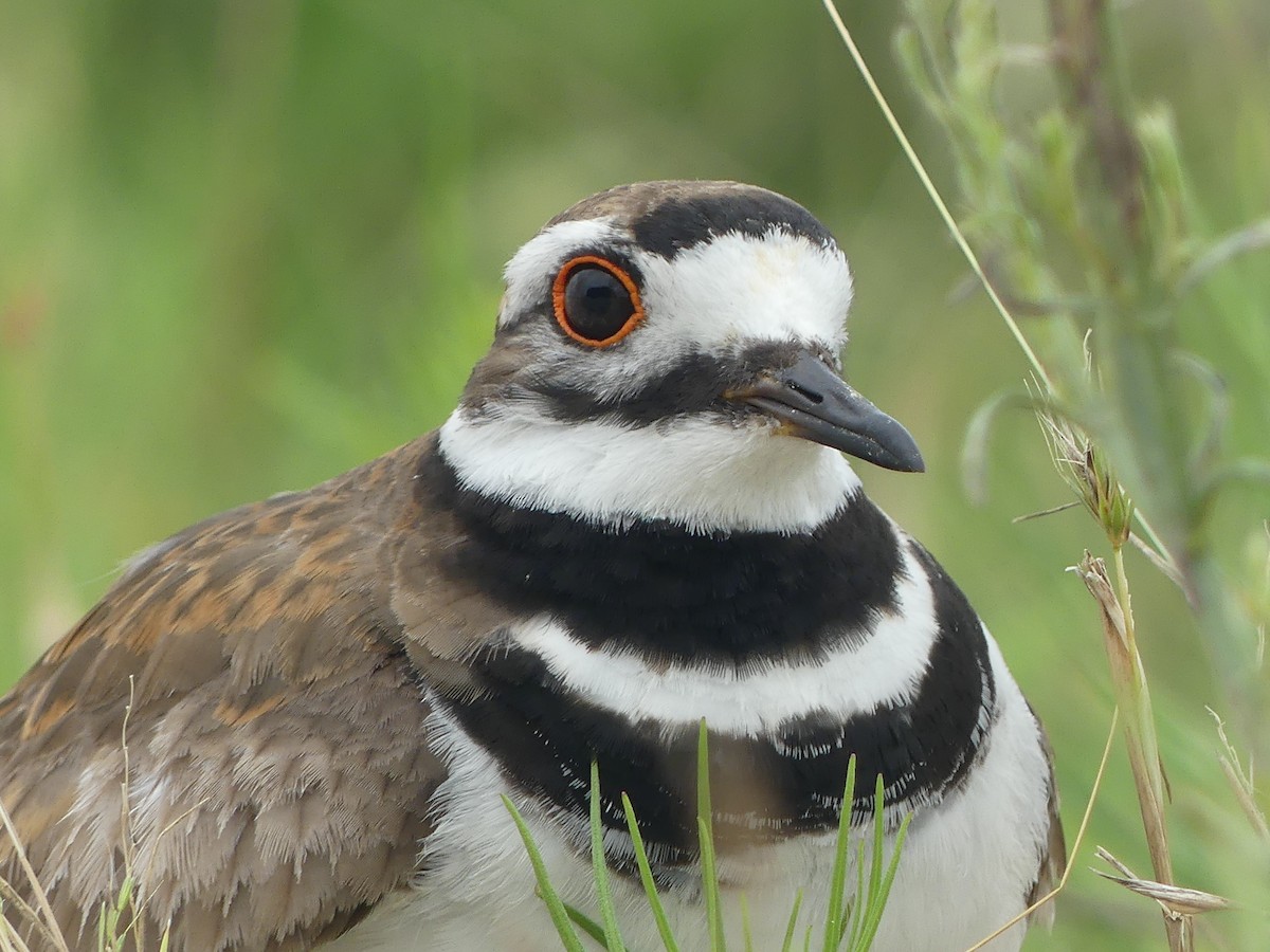 Killdeer - Anonymous