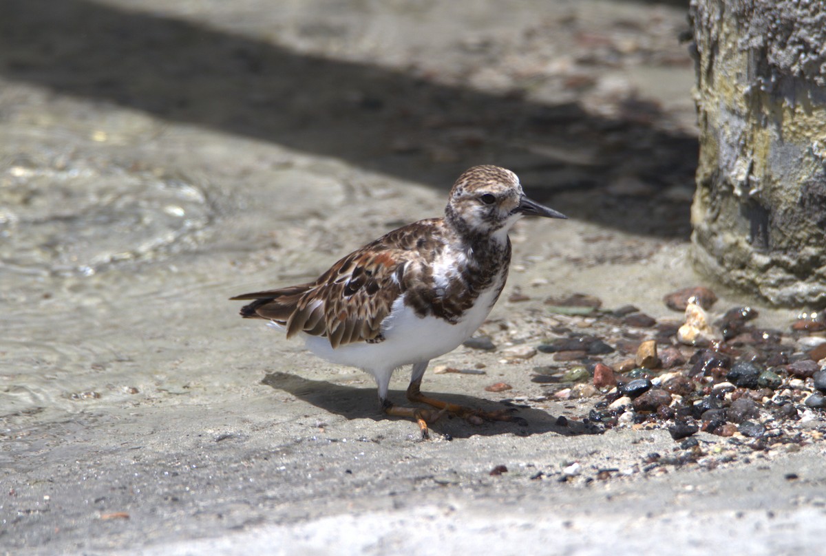 Ruddy Turnstone - ML618441723