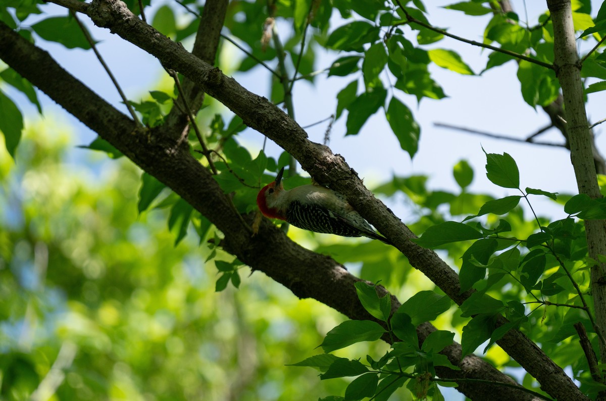 Red-bellied Woodpecker - ML618441729