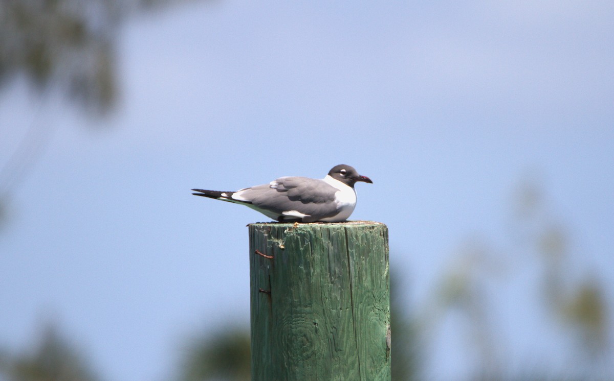 Gaviota Guanaguanare - ML618441736