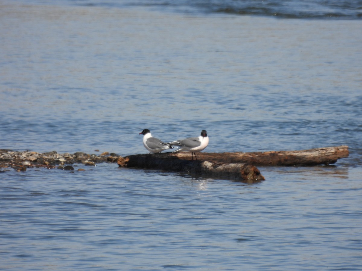 Franklin's Gull - Lara Fitzpatrick