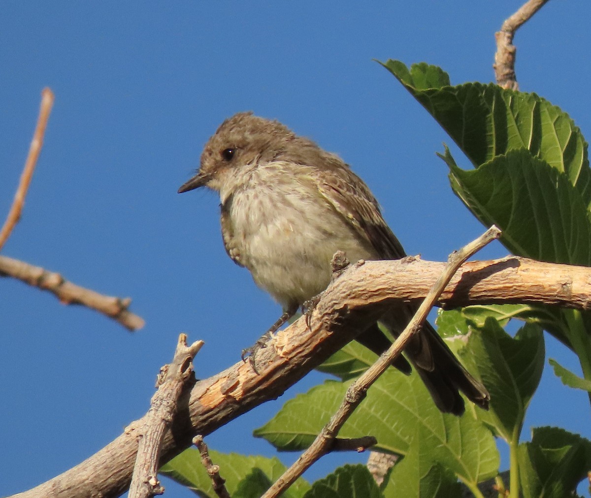 Vermilion Flycatcher - ML618441793