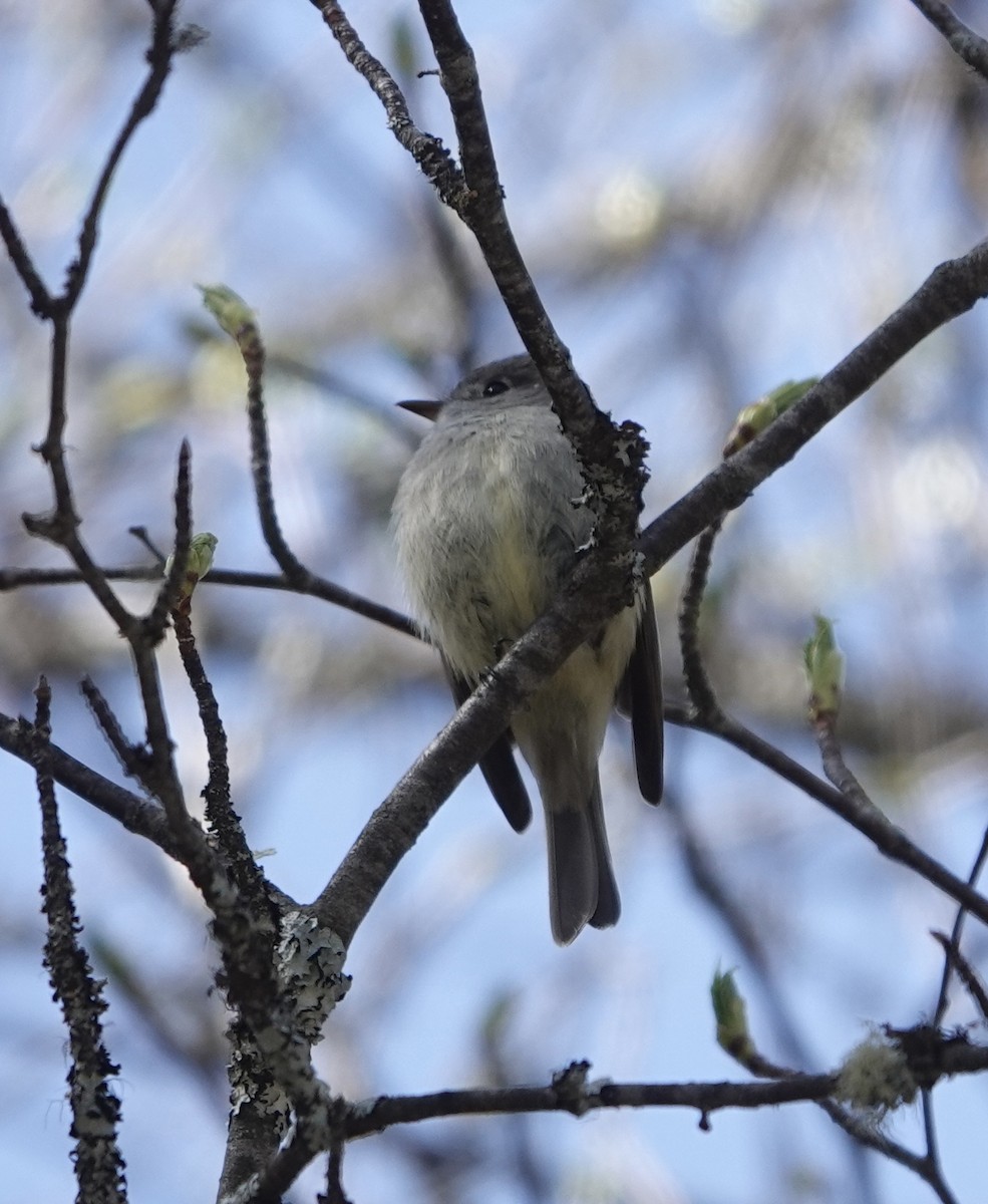 Hammond's Flycatcher - ML618441820