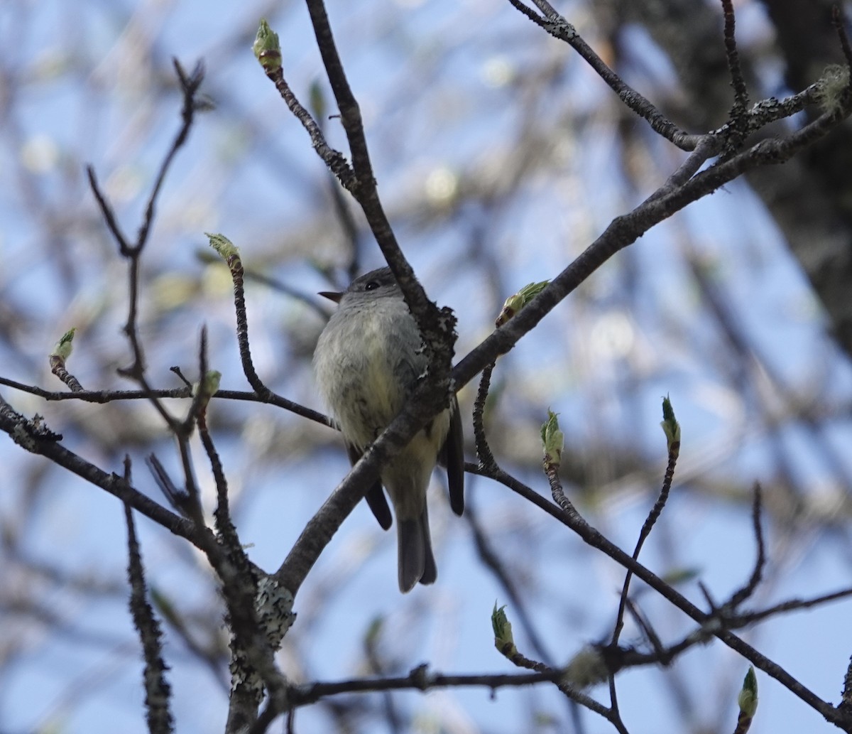 Hammond's Flycatcher - ML618441821