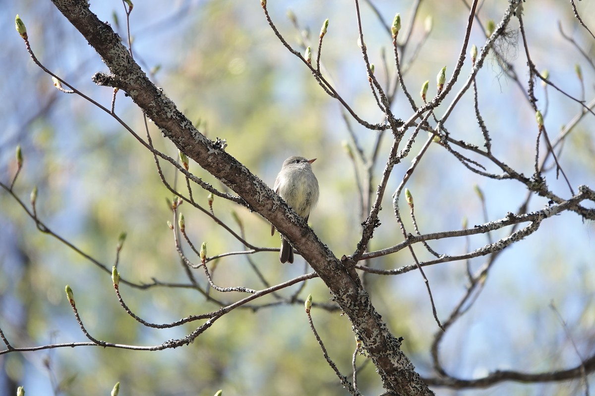 Hammond's Flycatcher - Evan Clark