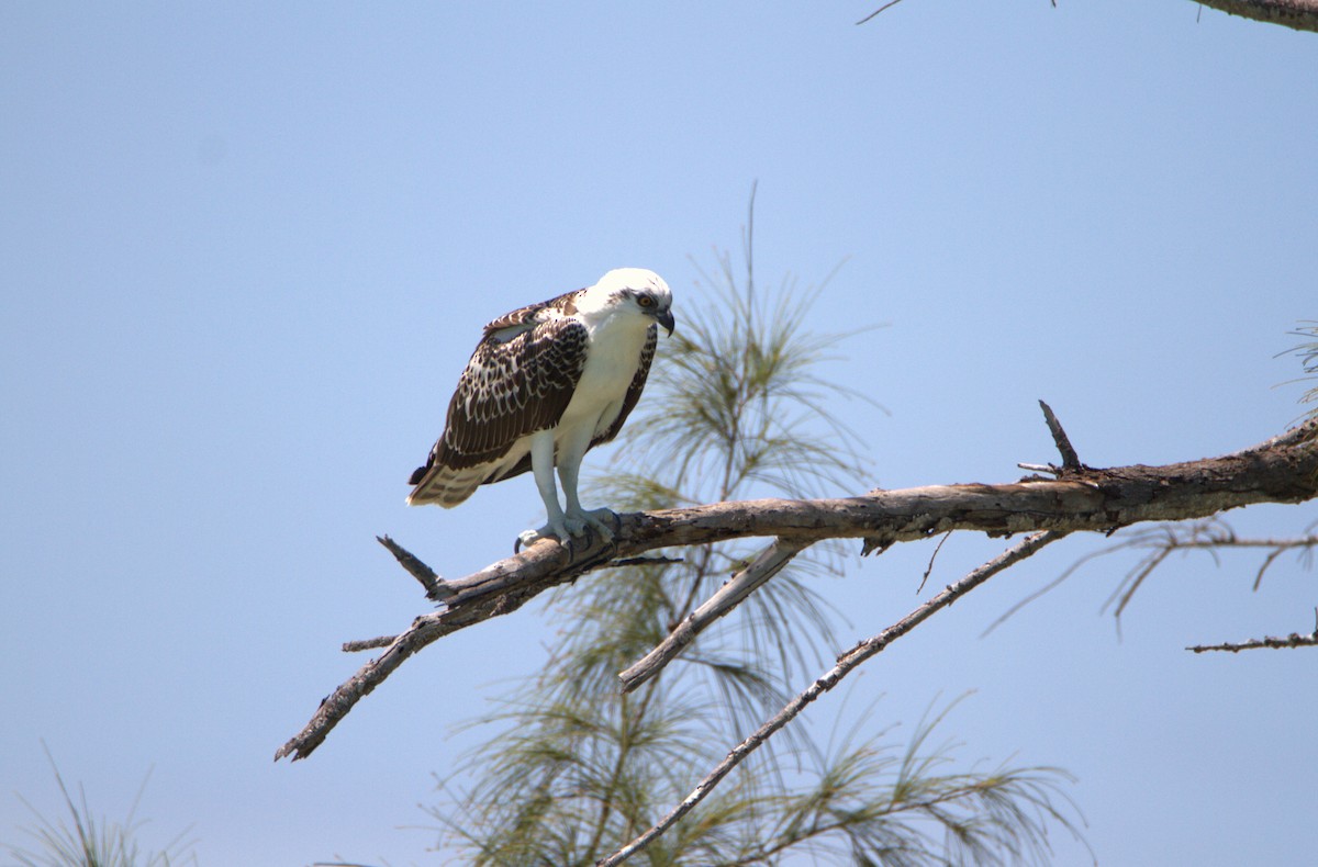 Águila Pescadora - ML618441827