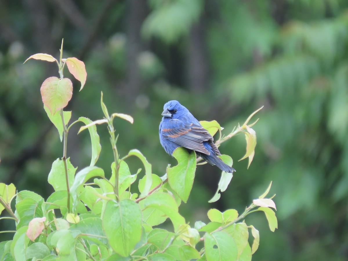 Blue Grosbeak - ML618441842