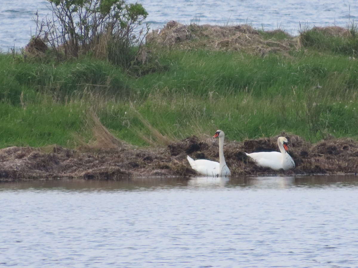 Mute Swan - ML618441851