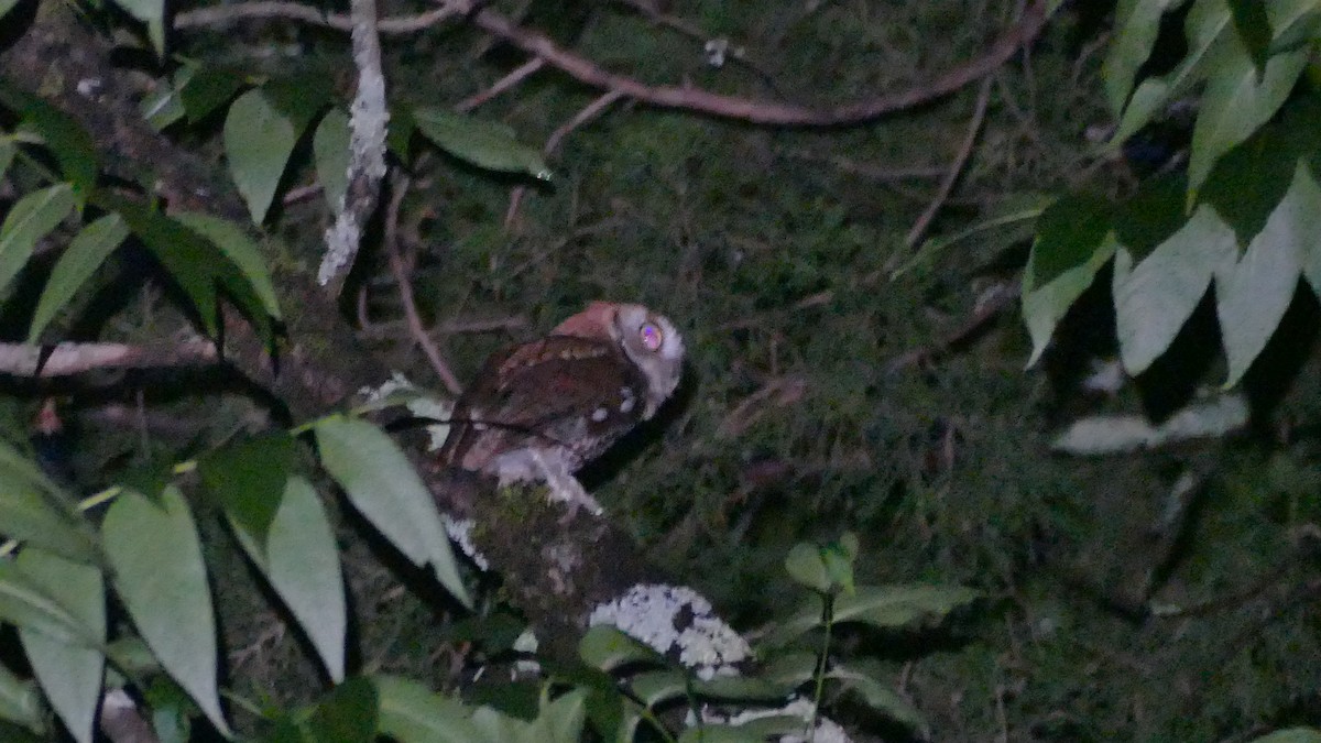 Eastern Screech-Owl - ML618441862