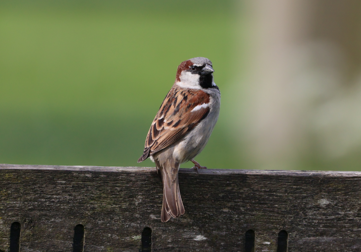 House Sparrow - Sandeep Channappa