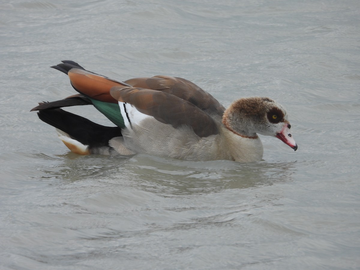 Egyptian Goose - ML618441903