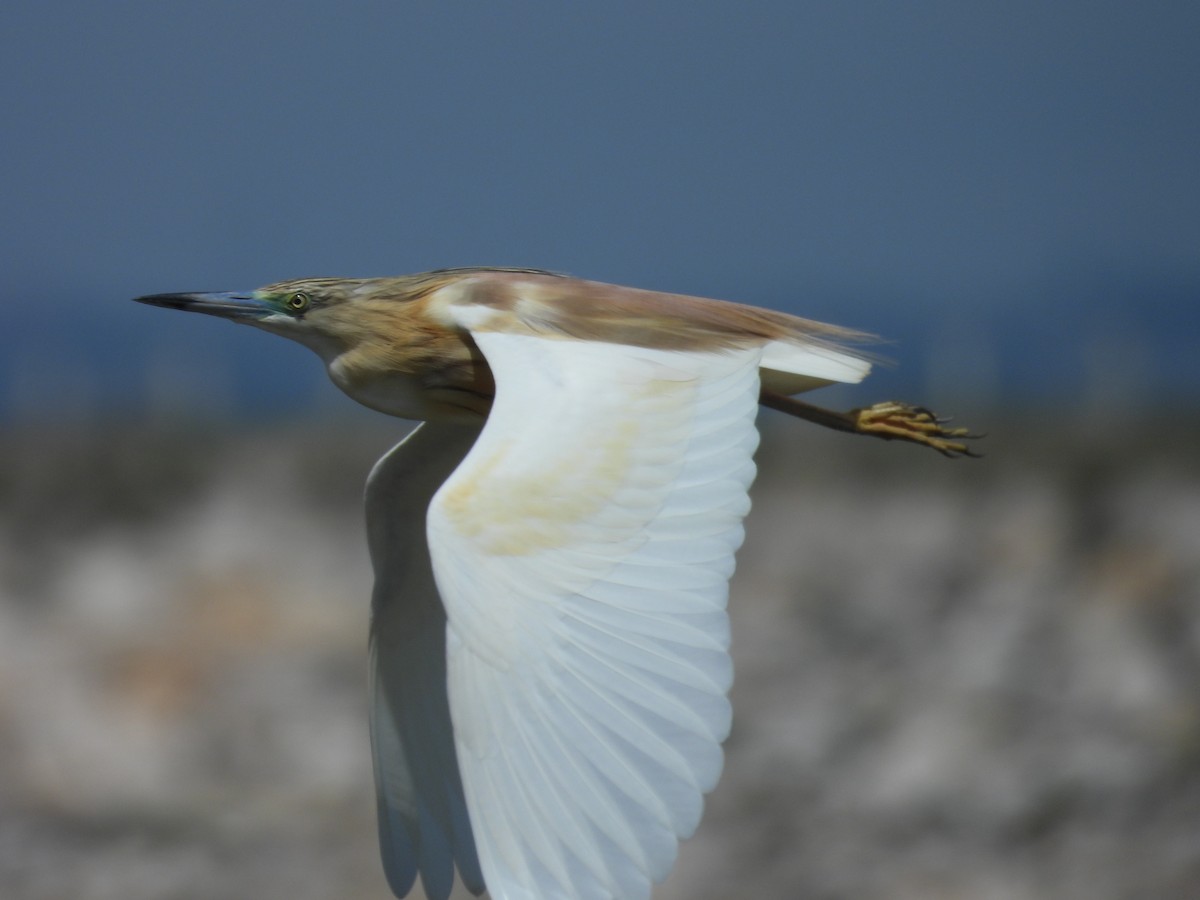 Squacco Heron - ML618441904