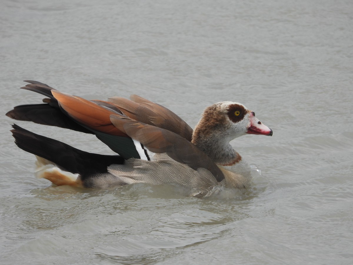 Egyptian Goose - ML618441909