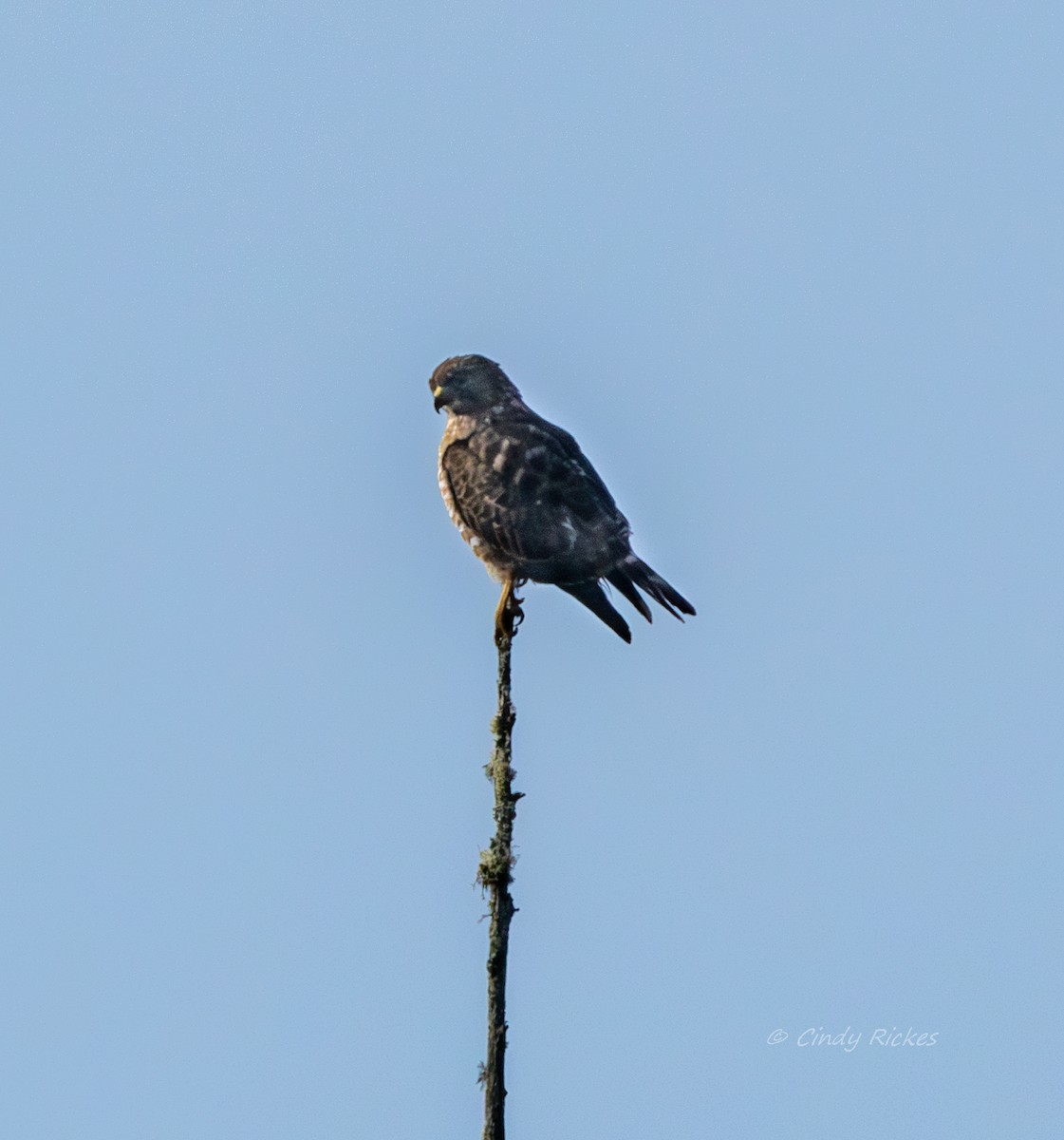 Broad-winged Hawk - ML618441913