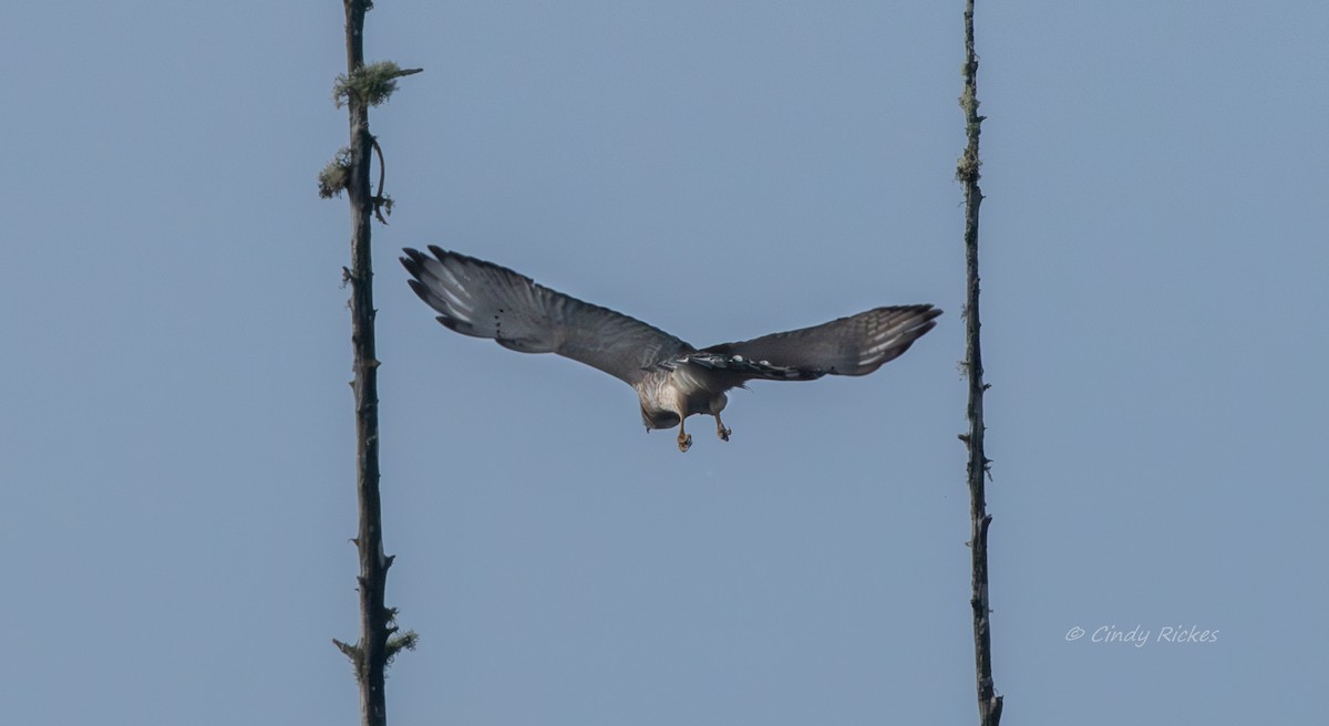 Broad-winged Hawk - Cindy Rickes