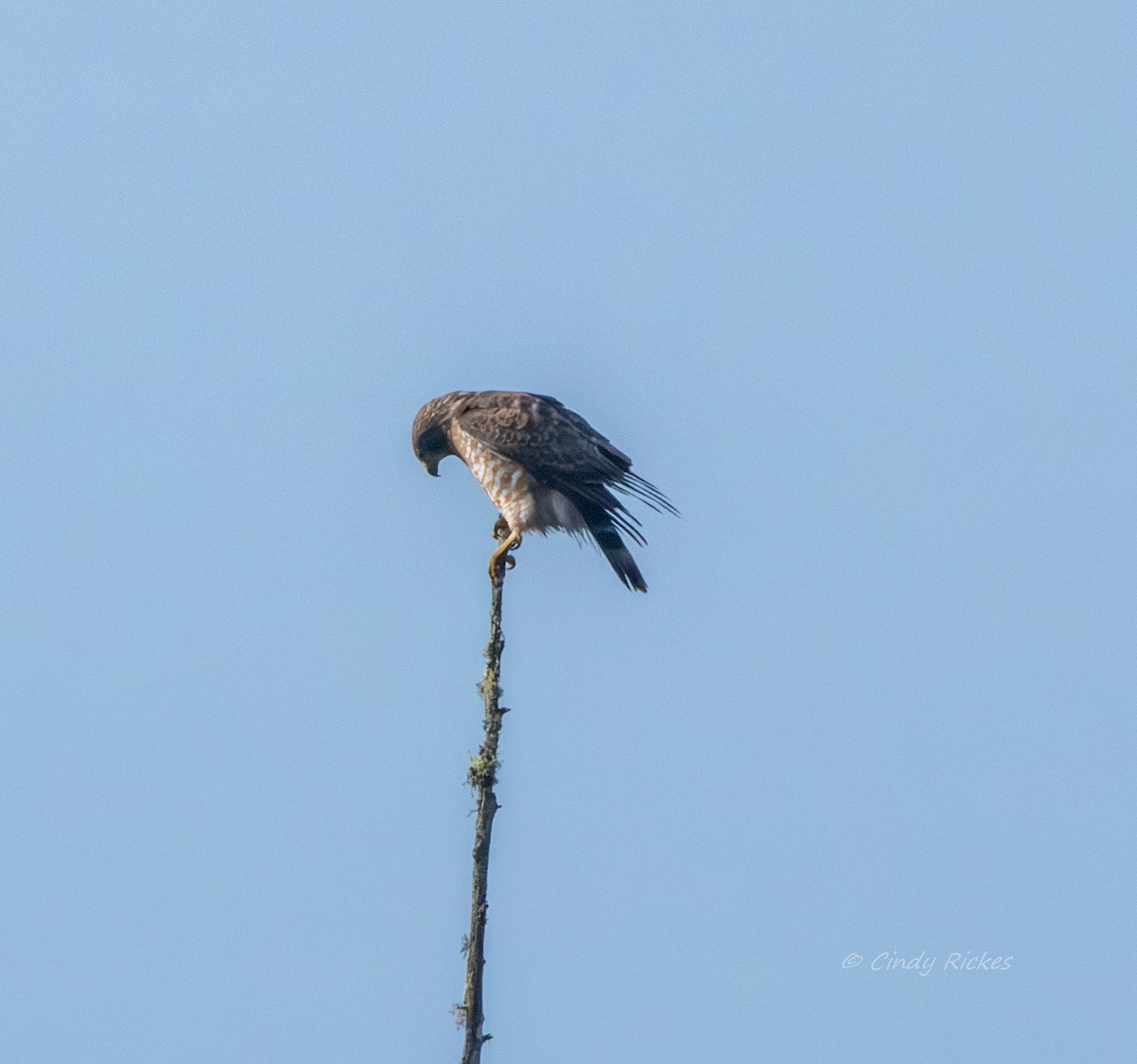 Broad-winged Hawk - ML618441915